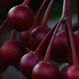 マンリョウの写真